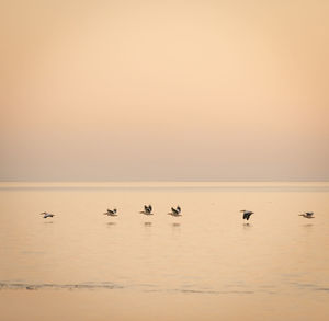 View of birds on sea against sky during sunset
