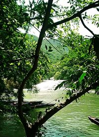 Trees by lake in forest