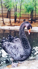 Swan swimming in zoo