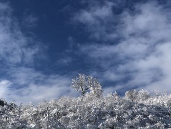 Low angle view of snowcapped tree against sky