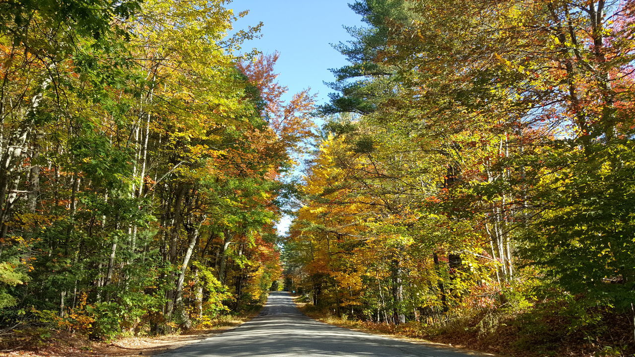 NARROW ROAD ALONG TREES IN AUTUMN