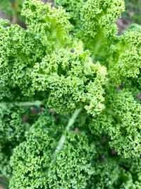 High angle view of kale growing on field