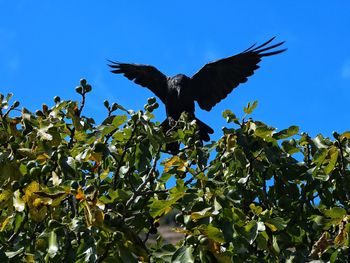 Low angle view of birds against blue sky