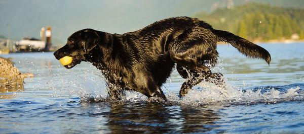 Panoramic view of black labrador carrying ball in river