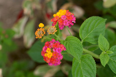 Close-up of pink flowering plant