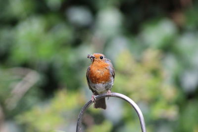 Close-up of bird perching on branch