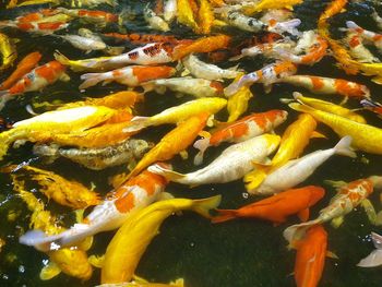 High angle view of koi carps swimming in pond