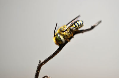 Close-up of bee pollinating flower