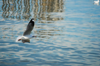 Bird flying over lake