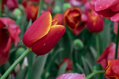 Close-up of raindrops on pink flowering plant