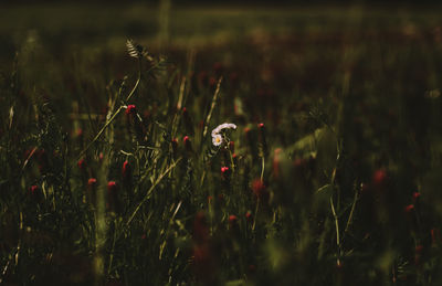 Close-up of ladybug on field