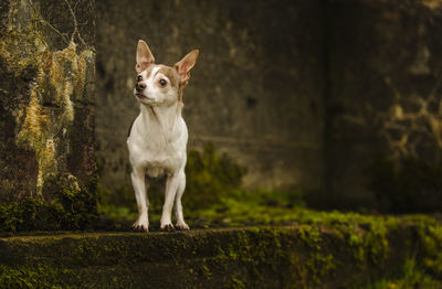 View of chihuahua dog standing by moss covered wall 