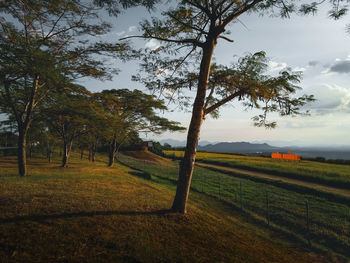 Trees on field against sky