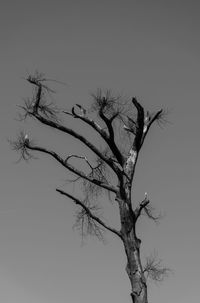Low angle view of bare tree against clear sky