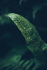 Close-up of raindrops on leaves