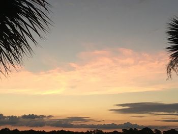 Palm trees at sunset