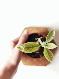 Close-up of hand holding plant over white background