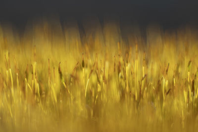 Close-up of crops growing on field