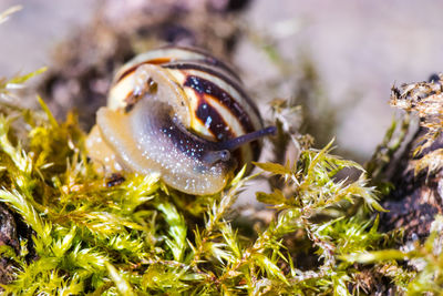 Close-up of bird