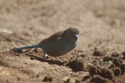 Close-up of bird perching on sand