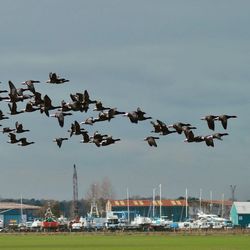 Birds flying over boats against sky