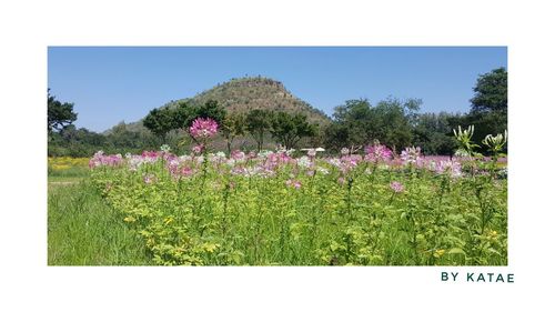 View of flowers growing in field
