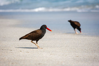 Close-up of birds perching on sand at beach