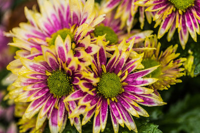 Close-up of purple flowering plant