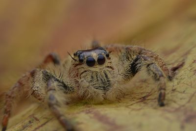 Close-up of spider