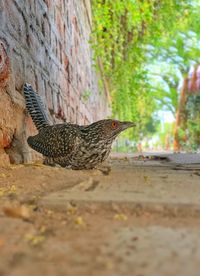 Close-up of a bird against the wall