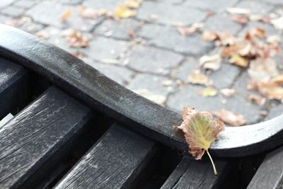 High angle view of lizard on wood