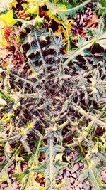 High angle view of leaves on field