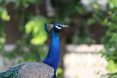 Close-up of a peacock