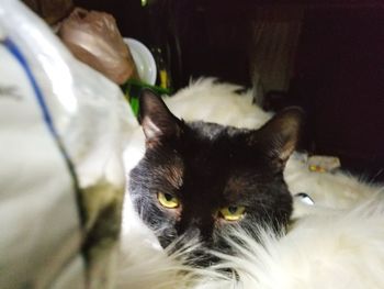 Close-up portrait of cat at home