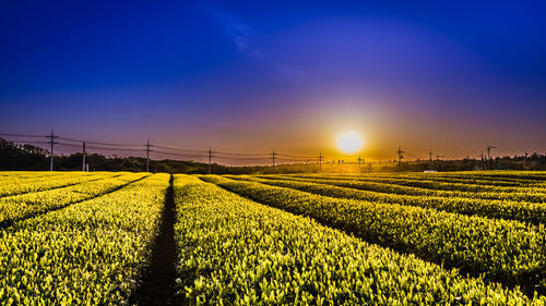 Scenic view of agricultural field against sky during sunset