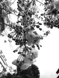 Low angle view of cherry blossoms against sky