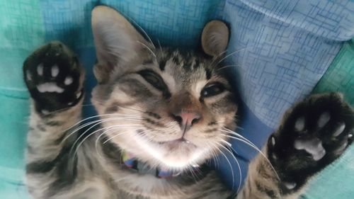 Close-up portrait of cat relaxing at home