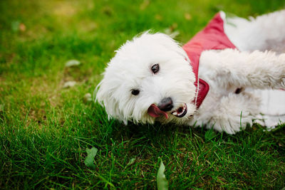 Close-up of white dog on grassy field