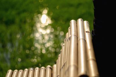 Low angle view of bamboo plants