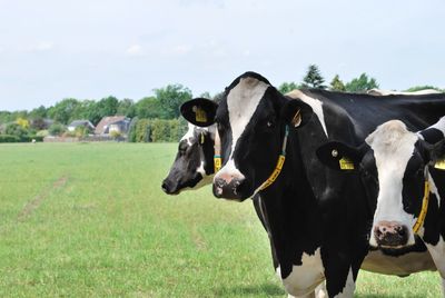  cows on field