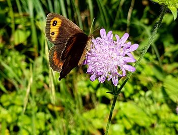 Close-up of butterfly pollinating on purple flower