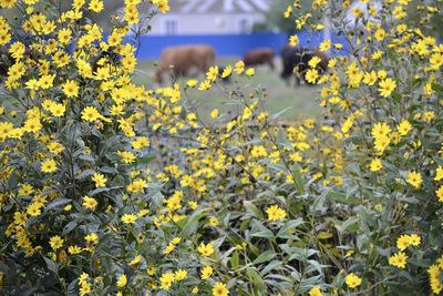 Close-up of fresh yellow flowering plants in field