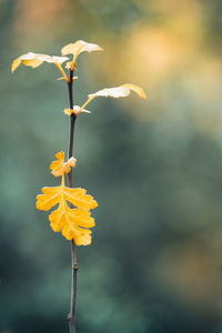 Close-up of yellow flowering plant