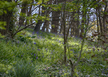 Trees in forest