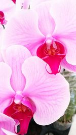 Macro shot of pink orchid flowers