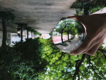 Close-up of hand holding glass against trees