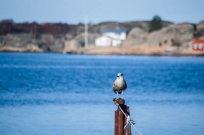 Close-up of seagull perching on sea against clear sky