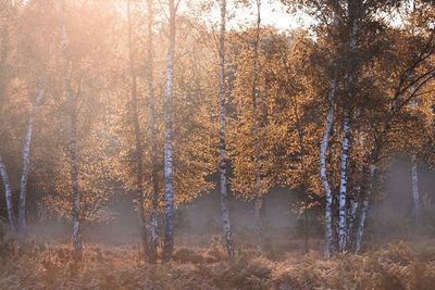 Trees in forest