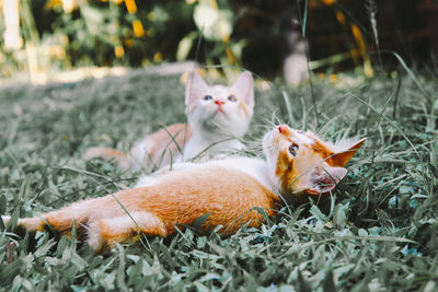 Two ginger kitten rest on grass.
