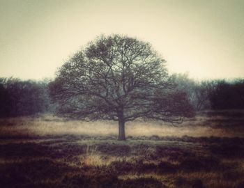 Bare trees on grassy field